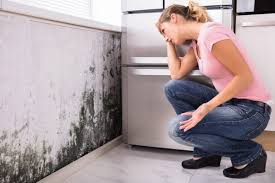 Professional Mold Removal in Laurel, DE